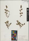 Foto von Salix herbacea L. x Salix repens L.